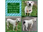Adopt 2024-05-136 *Ghost* a Terrier (Unknown Type, Small) / Mixed dog in Winder