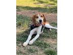 Adopt Panda a Hound (Unknown Type) / Foxhound / Mixed dog in Mineral