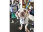Adopt Indie a White - with Tan, Yellow or Fawn Shih Tzu / Mixed dog in Cape