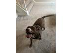 Adopt Gambit a Brindle - with White Staffordshire Bull Terrier / American Pit