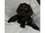 Adopt Garry a Black - with White Bluetick Coonhound / Labrador Retriever / Mixed