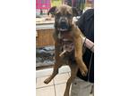 Adopt Mufasa a Brown/Chocolate - with Black Mastiff / Mixed Breed (Large) /