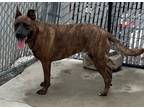 Adopt Dozer a German Shepherd Dog dog in Roanoke, VA (41475398)