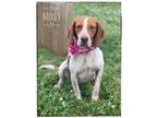 Adopt Molly 2 a Tricolor (Tan/Brown & Black & White) Beagle dog in Maryville