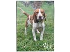 Adopt Mike a Tricolor (Tan/Brown & Black & White) Beagle dog in Maryville