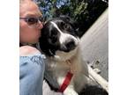 Adopt Teddy a Black - with White Australian Shepherd / Mixed dog in Roswell