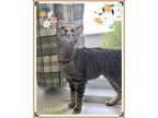 Adopt Jazzy a Domestic Shorthair / Mixed cat in Orangeville, ON (41476183)