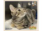Adopt Edilina a Domestic Shorthair / Mixed cat in Orangeville, ON (41476182)