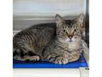 Adopt Cash a Tiger Striped Domestic Shorthair (short coat) cat in Shelby