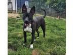 Adopt Dozer a Brindle - with White Pit Bull Terrier / Terrier (Unknown Type