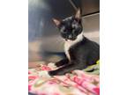 Adopt Tampa a Domestic Shorthair cat in Cortland, NY (41476234)
