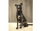 Adopt Speckles a American Pit Bull Terrier dog in Georgetown, OH (41476233)