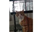 Adopt Marmalade a Orange or Red American Shorthair / Mixed (short coat) cat in