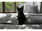 Adopt Cookie a All Black Domestic Shorthair / Mixed (short coat) cat in Spring