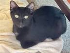Adopt Cookie a All Black Domestic Shorthair / Mixed (short coat) cat in Spring