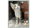 Adopt Chip a Domestic Shorthair / Mixed cat in Orangeville, ON (41476180)