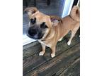 Adopt Sarge a Brown/Chocolate - with Black Mixed Breed (Small) / Pug / Mixed dog