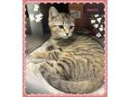 Adopt Mango a Domestic Shorthair / Mixed cat in Orangeville, ON (41476179)