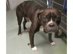 Adopt Sampson a Boxer / Mixed dog in Raleigh, NC (41476154)