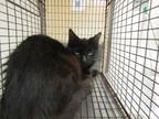 Adopt a Domestic Shorthair / Mixed cat in Raleigh, NC (41476152)