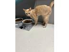 Adopt Aslan a Orange or Red Domestic Mediumhair (medium coat) cat in Phoenix