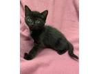 Adopt Brooks a Domestic Shorthair / Mixed cat in Cornwall, ON (41476143)