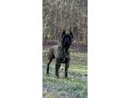 Adopt Kai a Brindle Cane Corso / Mixed dog in Fort Valley, VA (40409265)