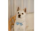 Adopt Pansoo a White Jindo / Shiba Inu / Mixed dog in Brooklyn, NY (41476185)