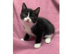Adopt Loretta a Domestic Shorthair / Mixed cat in Cornwall, ON (41476142)