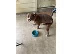 Adopt No name a Brown/Chocolate Boxer / Mixed dog in Spring, TX (41476136)