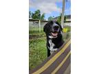 Adopt Evie a Black Labrador Retriever / German Shepherd Dog / Mixed dog in