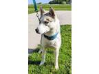 Adopt Koda a White Husky / Mixed dog in Shelby, MI (41476167)