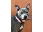 Adopt Bella a American Staffordshire Terrier / Mixed dog in Albuquerque