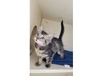 Adopt Ivy a Domestic Mediumhair / Mixed cat in Albuquerque, NM (41476165)