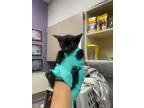 Adopt Fern a Domestic Mediumhair / Mixed cat in Albuquerque, NM (41476164)