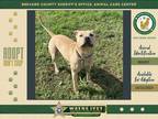 Adopt Boss a Mixed Breed (Medium) / Mixed dog in Melbourne, FL (41476161)