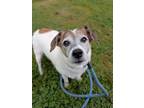 Adopt Dallas a Jack Russell Terrier / Mixed dog in Birdsboro, PA (41476159)