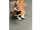 Adopt Poppi a Boxer / Mixed dog in Raleigh, NC (41476157)
