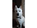Adopt Teddy a White - with Tan, Yellow or Fawn Husky dog in Sacramento