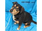 Adopt Chester a Hound (Unknown Type) / Mixed dog in Lexington, KY (41476121)
