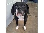 Adopt Bella a Beagle / Mixed dog in Lexington, KY (41476113)