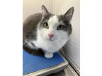 Adopt Maui a Domestic Shorthair / Mixed cat in Greater Napanee, ON (41476109)