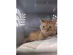 Adopt Punkin a Domestic Mediumhair / Mixed cat in Portsmouth, VA (41476006)