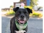 Adopt Harley a Labrador Retriever / American Pit Bull Terrier / Mixed dog in