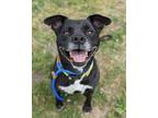 Adopt Harley a Labrador Retriever / American Pit Bull Terrier / Mixed dog in