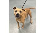 Adopt Sole a American Pit Bull Terrier / Mixed dog in Richmond, VA (41476042)