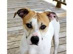 Adopt Bock a White - with Tan, Yellow or Fawn Pit Bull Terrier / Mixed dog in