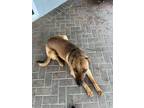 Adopt Jack Jack a Brown/Chocolate Belgian Malinois / Rottweiler / Mixed dog in