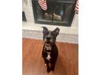 Adopt Charlie a Black - with White Terrier (Unknown Type