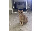 Adopt Daisy a Orange or Red Tabby Tabby / Mixed (medium coat) cat in Fort Worth